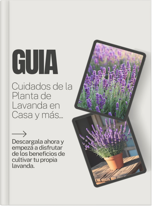 Domina el Arte de Cuidar Lavanda